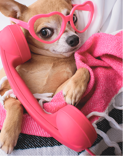 dog-with-phone-and-glasses