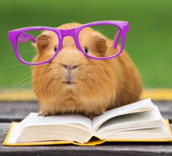 guinea pig in glasses with a book