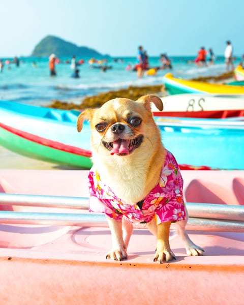 Cute Chihuahua dog wearing sunglasses on a Kayak at the ocean shore .HDR+Vintage style