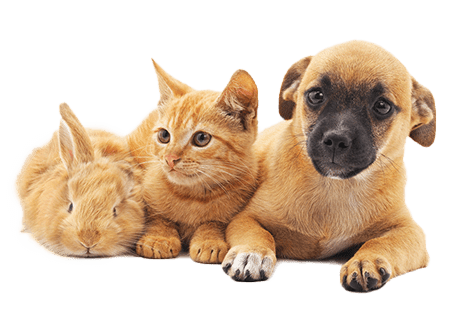 bunny-cat-puppy-pet-emergency-centers