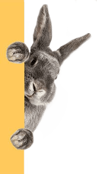 bunny-peeking-pet-emergency-centers