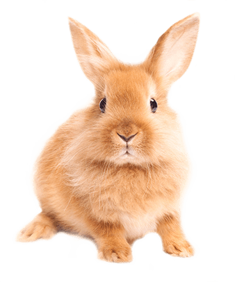 bunny-pet-emergency-center