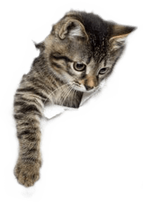 cat-break-through-pet-emergency-centers