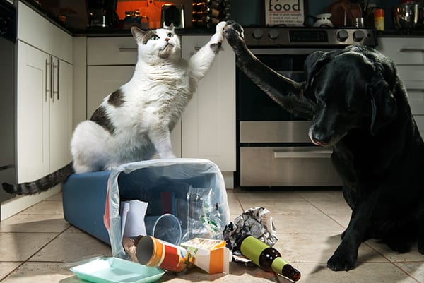 cat-dog-high-five-kitchen-garbage