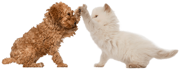 cat-dog-high-five-pet-emergency-centers