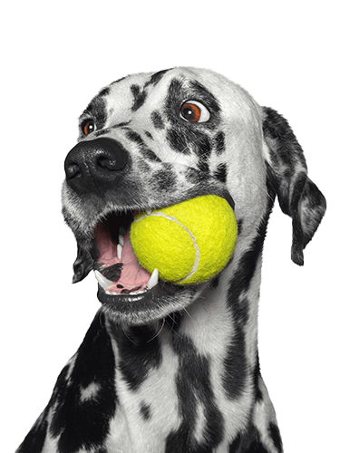 dog-with-tennis-ball-pet-emergency-centers