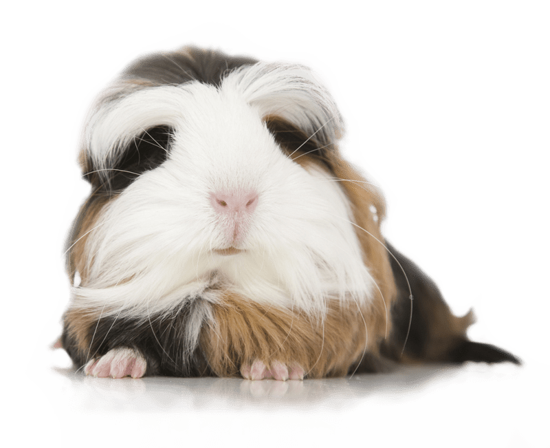 long-hair-guinea-pig-pet-emergency-centers long-hair-guinea-pig-pet-emergency-centers