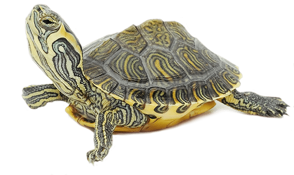 turtle-pet-emergency-centers