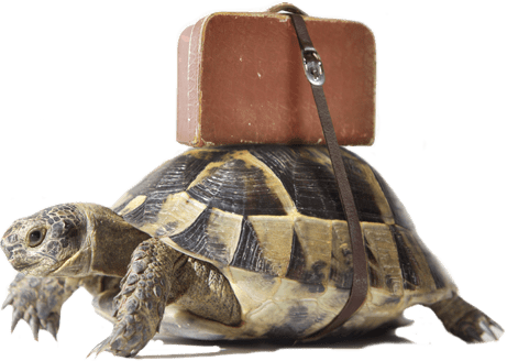 turtle with suitcase