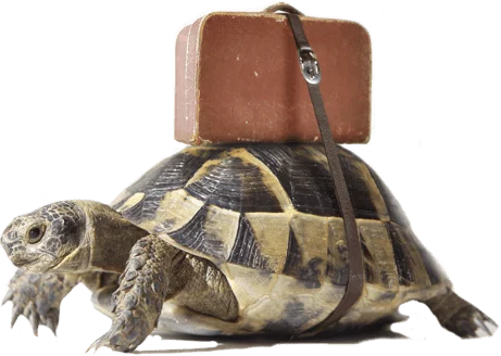 turtle with suitcase