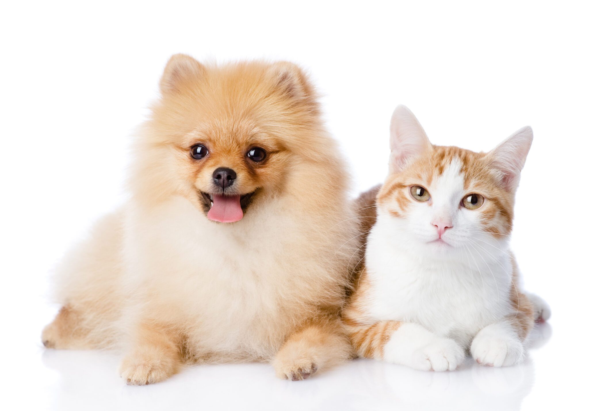 orange cat and spitz dog together. looking at camera. isolated o
